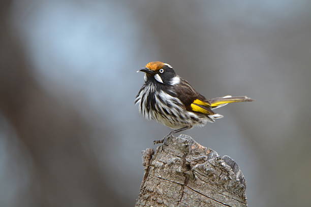 뉴 홀랜드 허니터; 필리도니리스 노바홀란디아에 - honeyeater 뉴스 사진 이미지