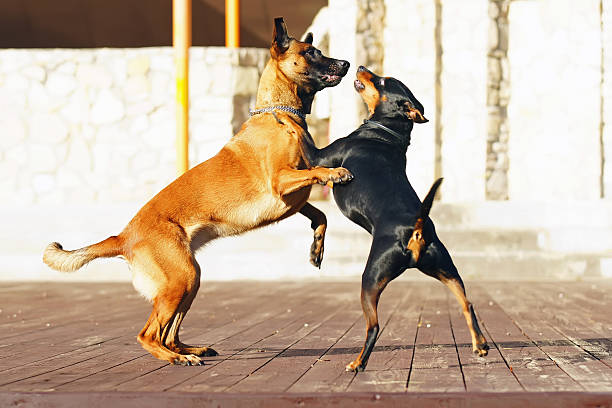 istock Belgian Shepherd Malinois and German Pinscher dog playing together 636506932