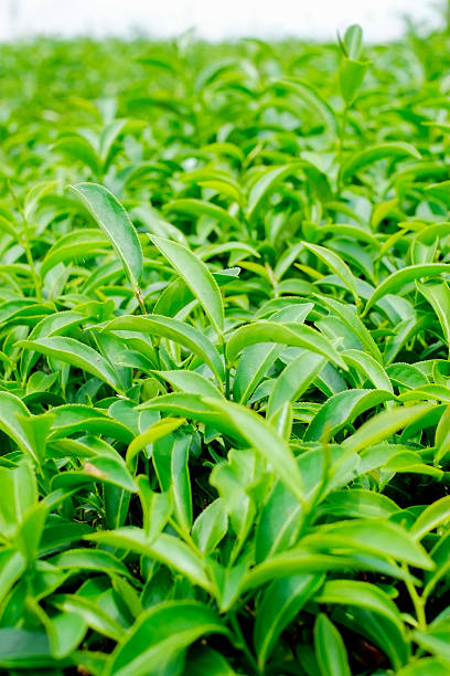 istock Green and fresh organic tea bud tree & leaves plantation 636507494