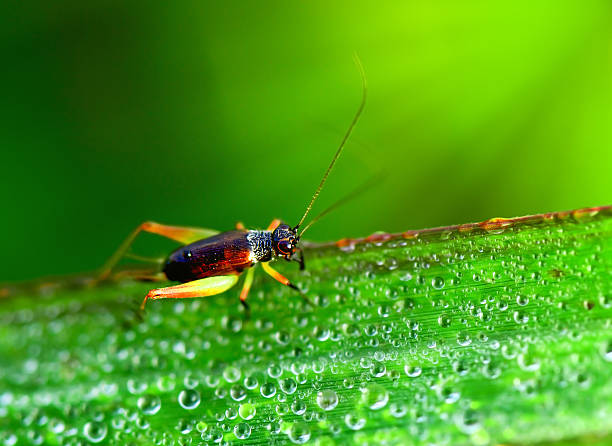 istock grasshopper on the grass leaf in moring light 636508118