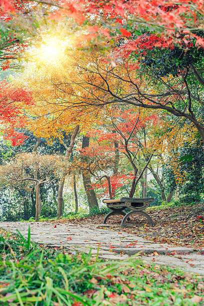 istock Autumn landscape in the park 636508362