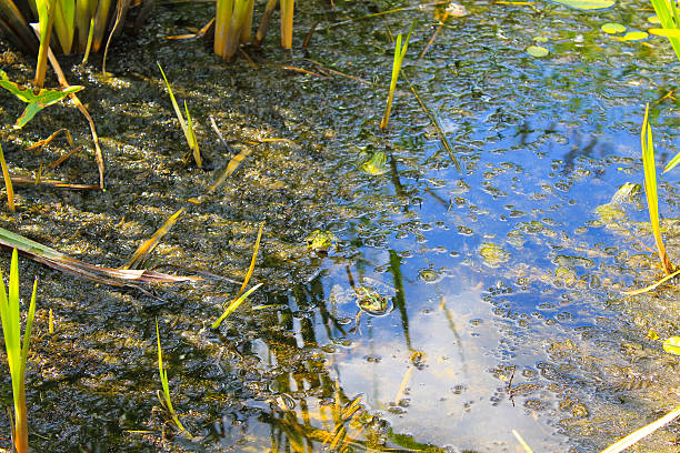 istock Frogs in the swamp 636510094
