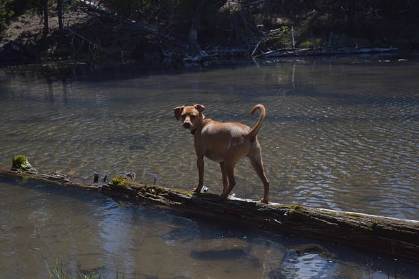 Dog on a log in a pond