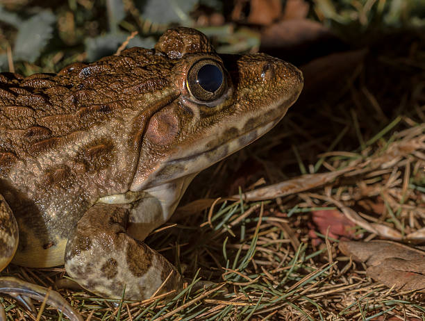 istock Jerdon's bullfrog or Hoplobatrachus crassus 636511392