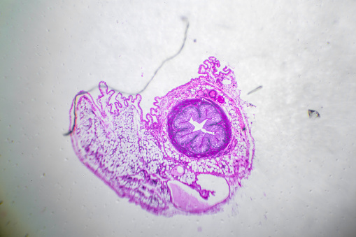Microscopic image of dog stomach cardiac region