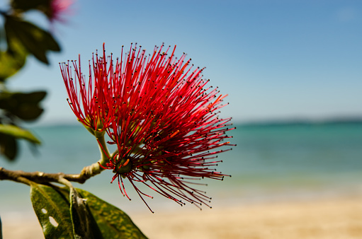 A pohutakawa tree bloosoms at Christmas time in New Zealand. Taken at Maraetai Beach on the East coast of New Zealand.