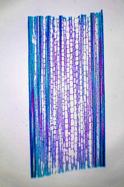 istock Microscopic image of nymphaea of aqustio stem 636512932