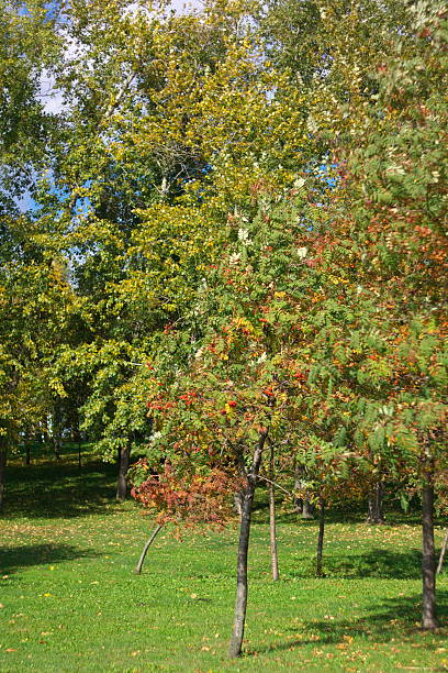 istock Ashberry at Dry Sunny Day 636515626