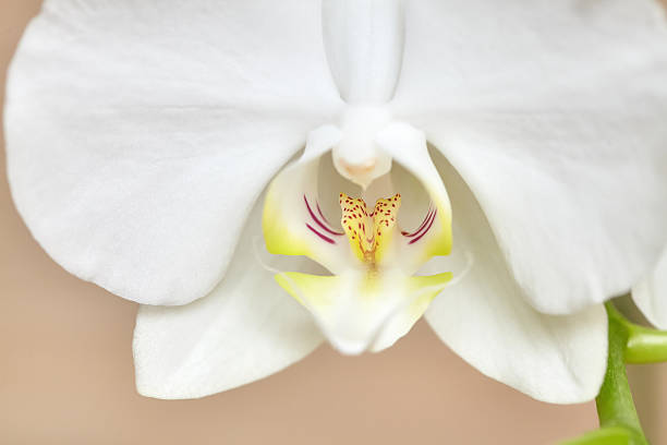 istock Blooming white orchid on wooden background 636515796