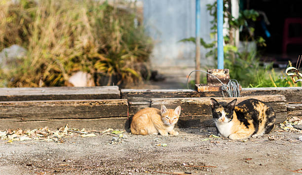 istock stray cat in morning light on ground 636516280