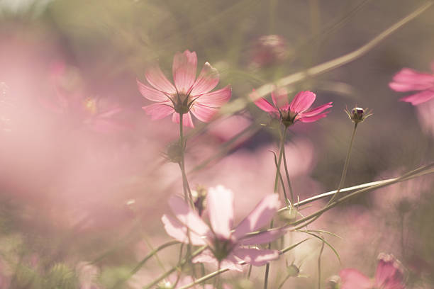 istock Pastel cosmos flower in sunshine 636516794