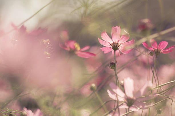 istock Pastel cosmos flower in sunshine 636516838