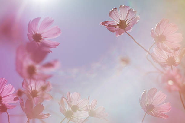 istock Pastel cosmos flower in sunshine 636516984