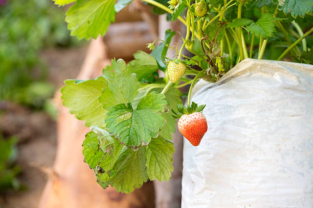 istock Plant a fresh strawberry 636518464