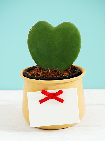 Heart potted plant with tag and red bow on white wood table and blue background