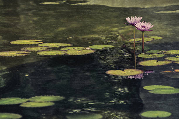 istock water lily garden pond 636521836