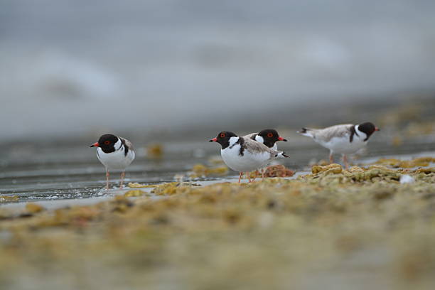 kapuzenregenl; thinornis rubricollis - charadrius stock-fotos und bilder