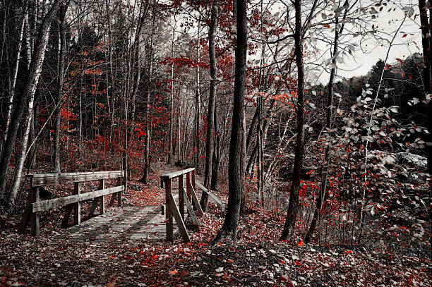 Artistic composition, digital art, Canadian autumn foliage, forest of Quebec, Canada