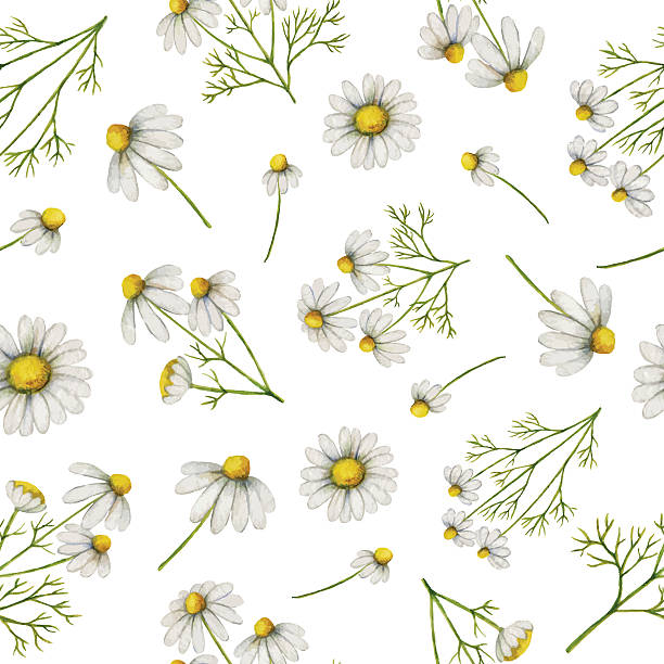 ilustraciones, imágenes clip art, dibujos animados e iconos de stock de patrón de acuarela sin costuras con flores y ramas de margarita. - chamomile plant