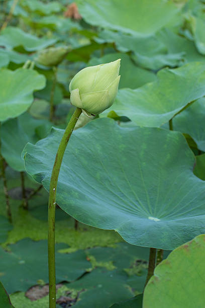 istock group of lotus leaves 636524276