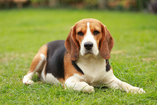 istock Purebred female Beagle dog lying down on lawn 636524364