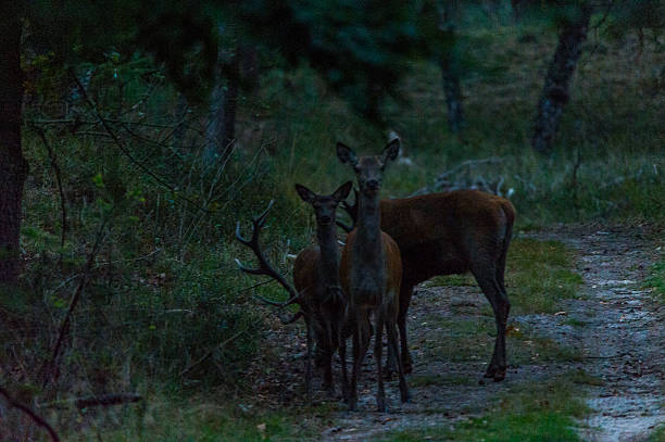 istock A group of deer at night 636524498