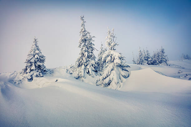 istock Fantastic winter view in Carpathian mountains with snow covered 636524864