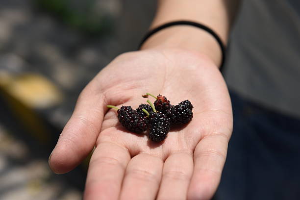 istock Black ripe and red unripe mulberries 636524890