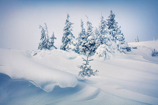 istock Bright morning scene in the mountain forest. 636525300