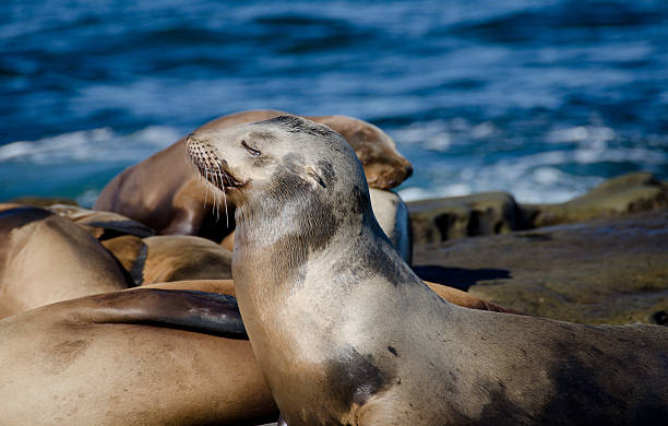 istock Daydreaming California sea lion - 3 636525336
