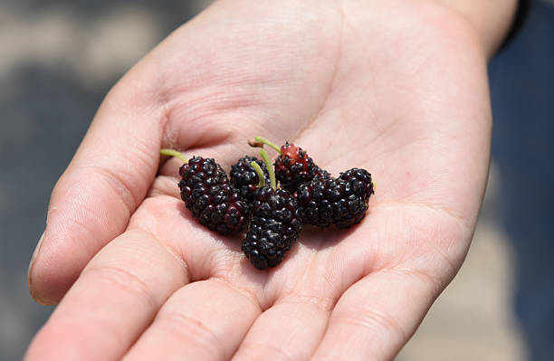istock Black ripe and red unripe mulberries 636525516