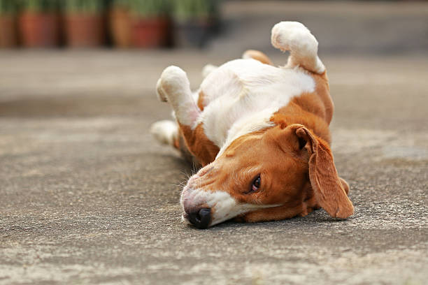 istock male Beagle dog lying down on floor 636526500