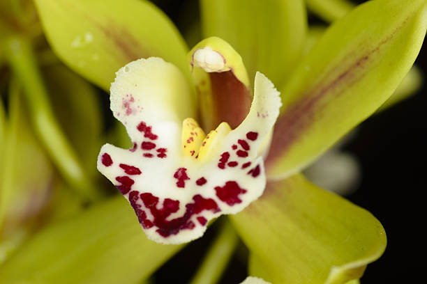 istock Beautiful orchid - phalaenopsis 636526514