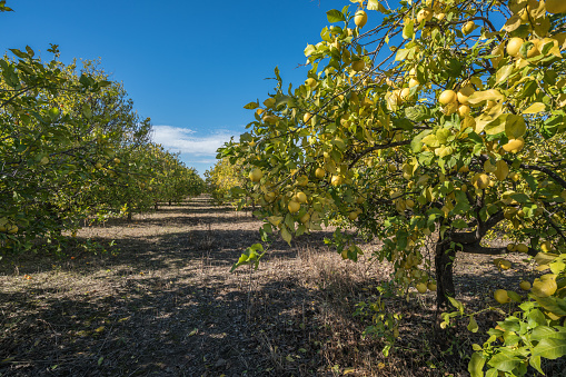 A beautiful view of organic lemon in an lemon orchard,