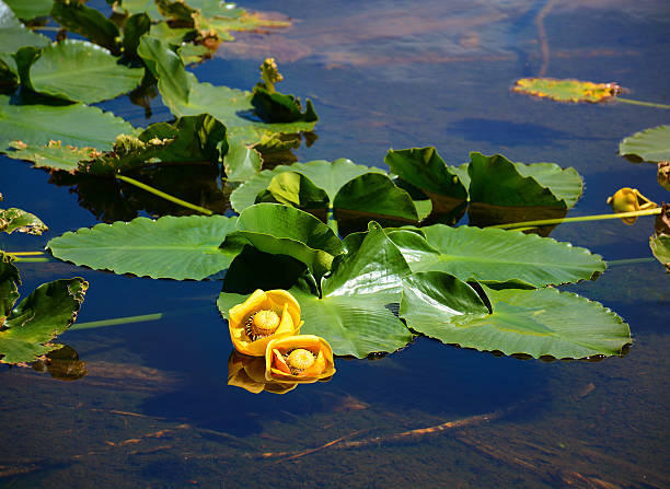 Yellow water lilies floating on the lake. Yellow water lilies floating on the pond. Nymph Lake, Rocky Mountains National Park, Colorado, USA. lily lake rocky mountains colorado stock pictures, royalty-free photos & images