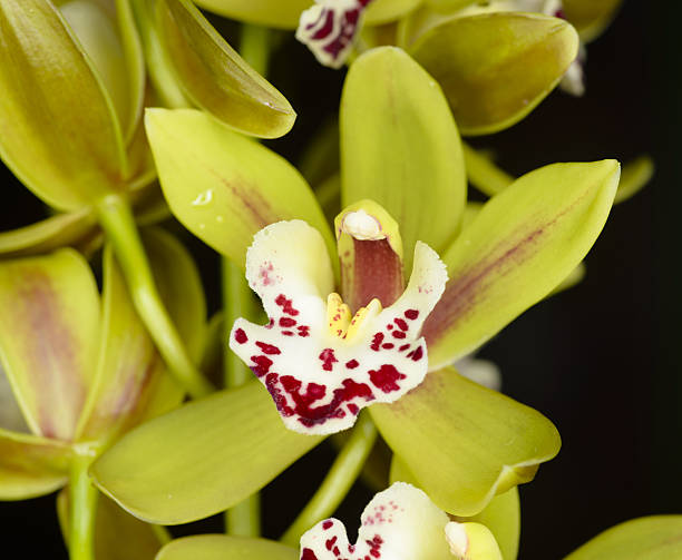 Beautiful orchid - phalaenopsis stock photo