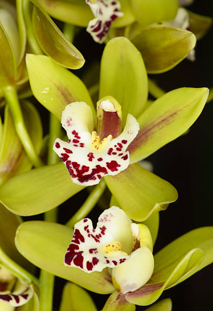 Beautiful orchid - phalaenopsis stock photo
