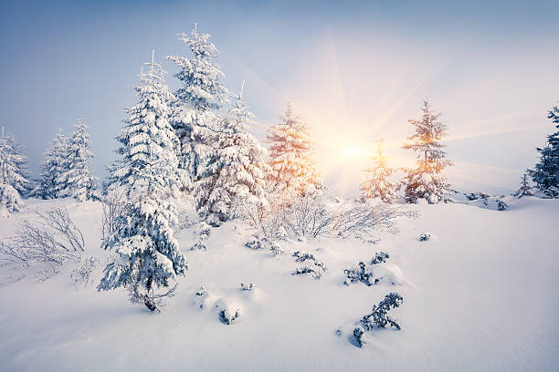istock Bright morning scene in the mountain forest. 636527038