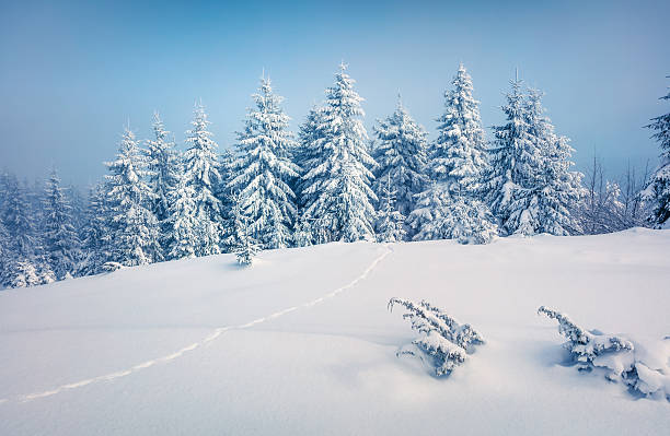 istock Bright morning scene in the mountain forest. 636527142
