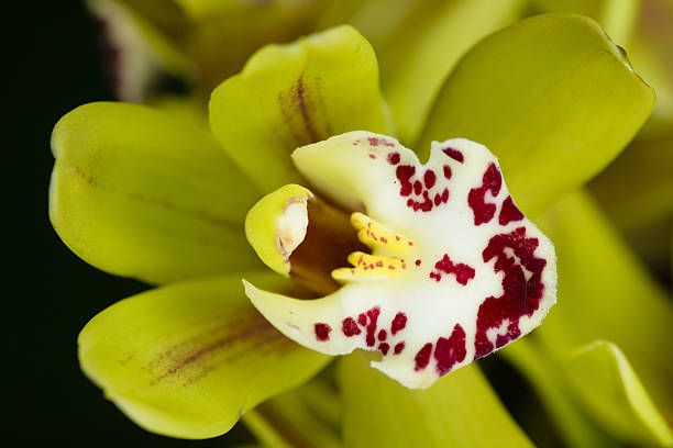 Beautiful orchid - phalaenopsis stock photo