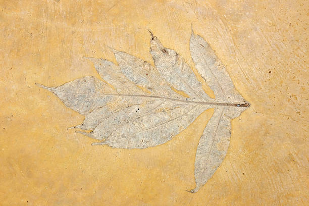 istock The Imprint of leaf texture on cement floor background 636528772