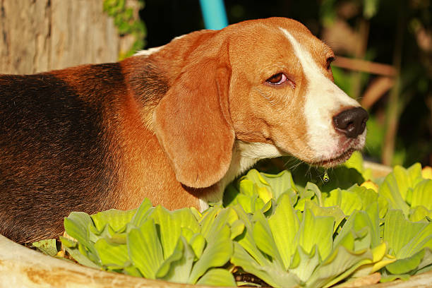 istock Beagle Dog playing water in a little pool 636529304