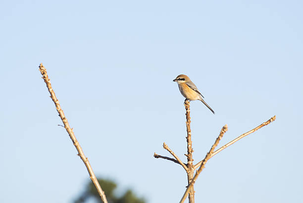 istock Bull headed shrike on the twig 636529482