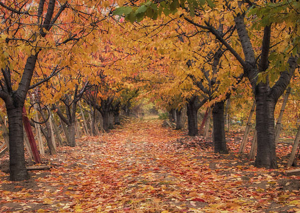 istock Autumn in ochard garden 636529510