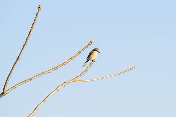 istock Bull headed shrike on the twig 636529598