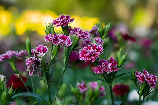 White dark-purple flowers in garden Thailand