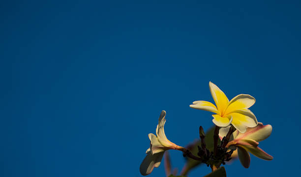istock Frangipani white yellow flower 636529956