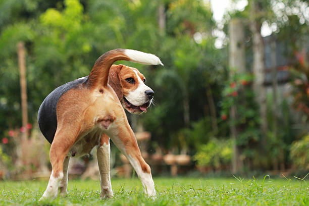istock Beagle dog looking alert on estrus cycle 636530332