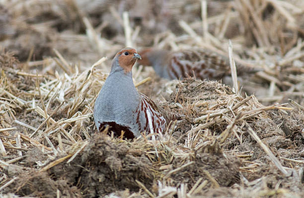 Grey Partridge (Perdix perdix) Grey Partridge (Perdix perdix) grey partridge perdix perdix stock pictures, royalty-free photos & images