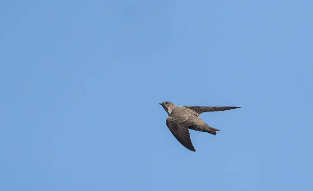 istock Eurasian Crag Martin (Ptyonoprogne rupestris) 636531604